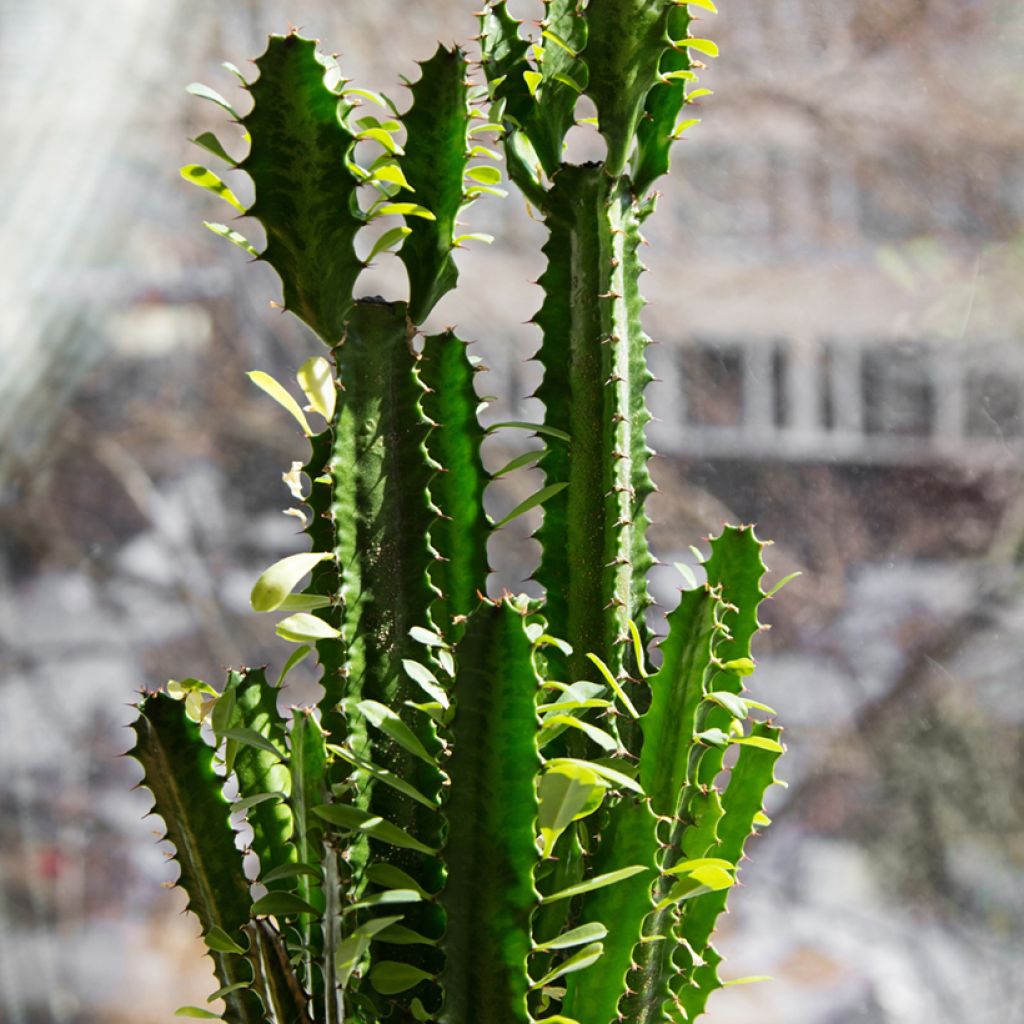 Euphorbia trigona - Euphorbe cactus