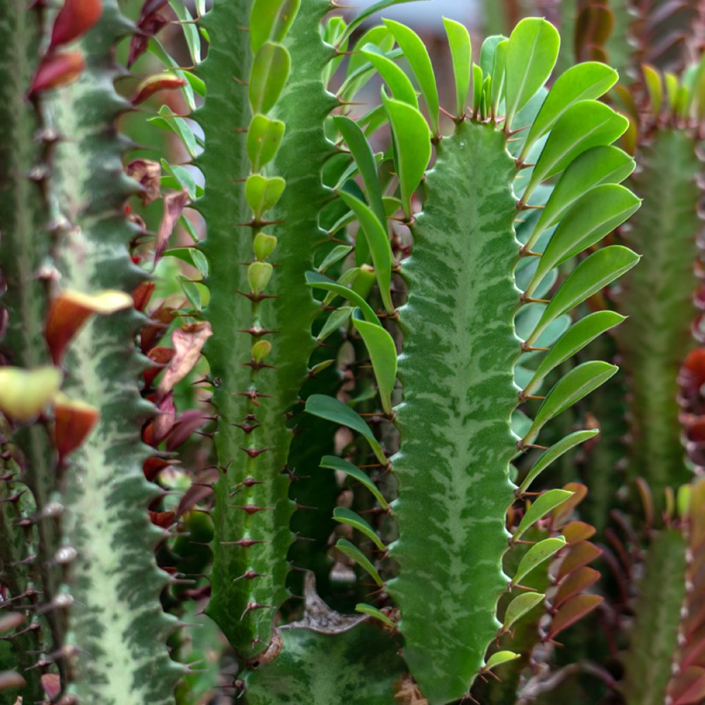 Euphorbia trigona - Euphorbe cactus