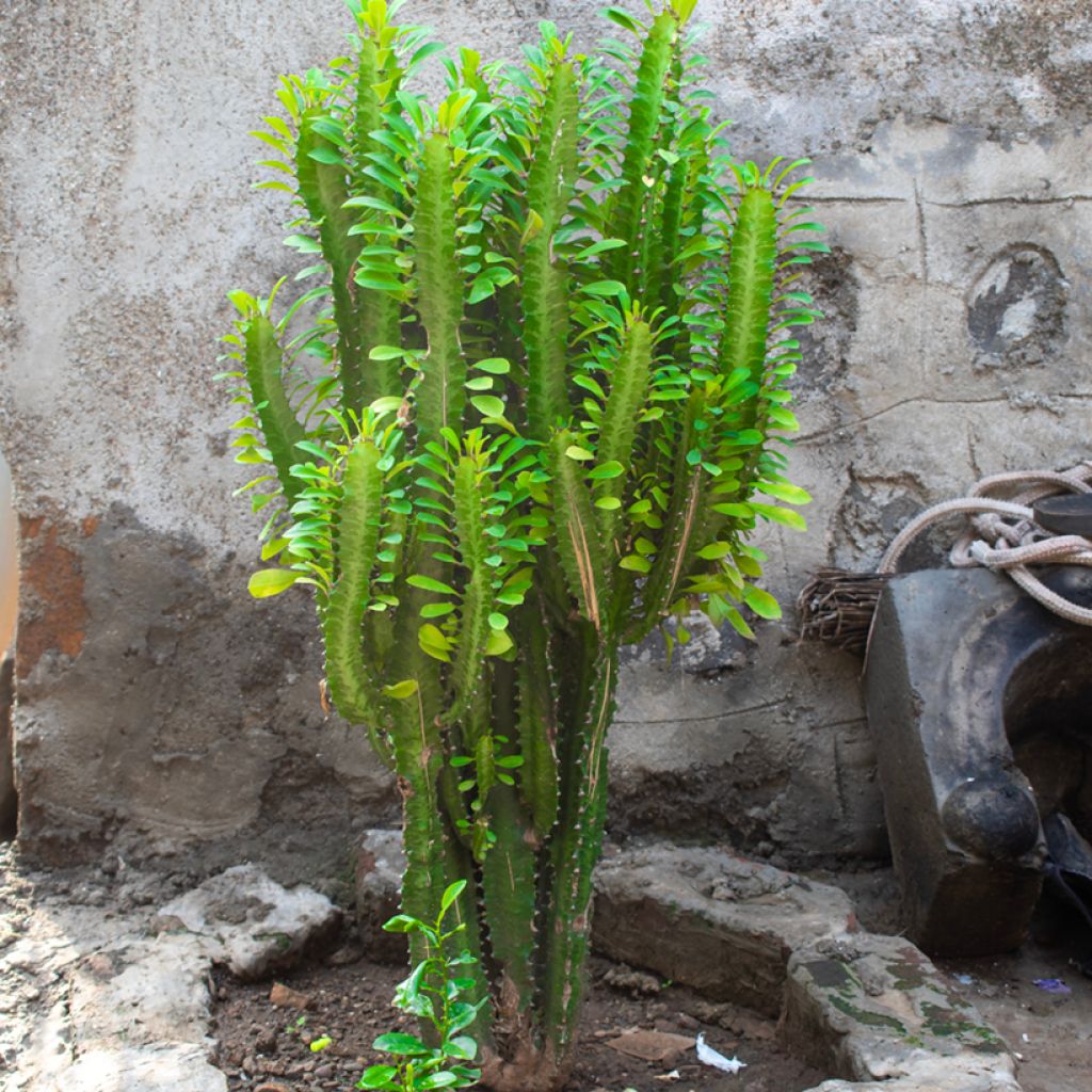 Euphorbia trigona - Euphorbe cactus