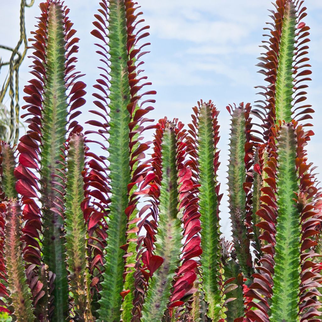 Euphorbia trigona f. rubra - Euphorbe cactus
