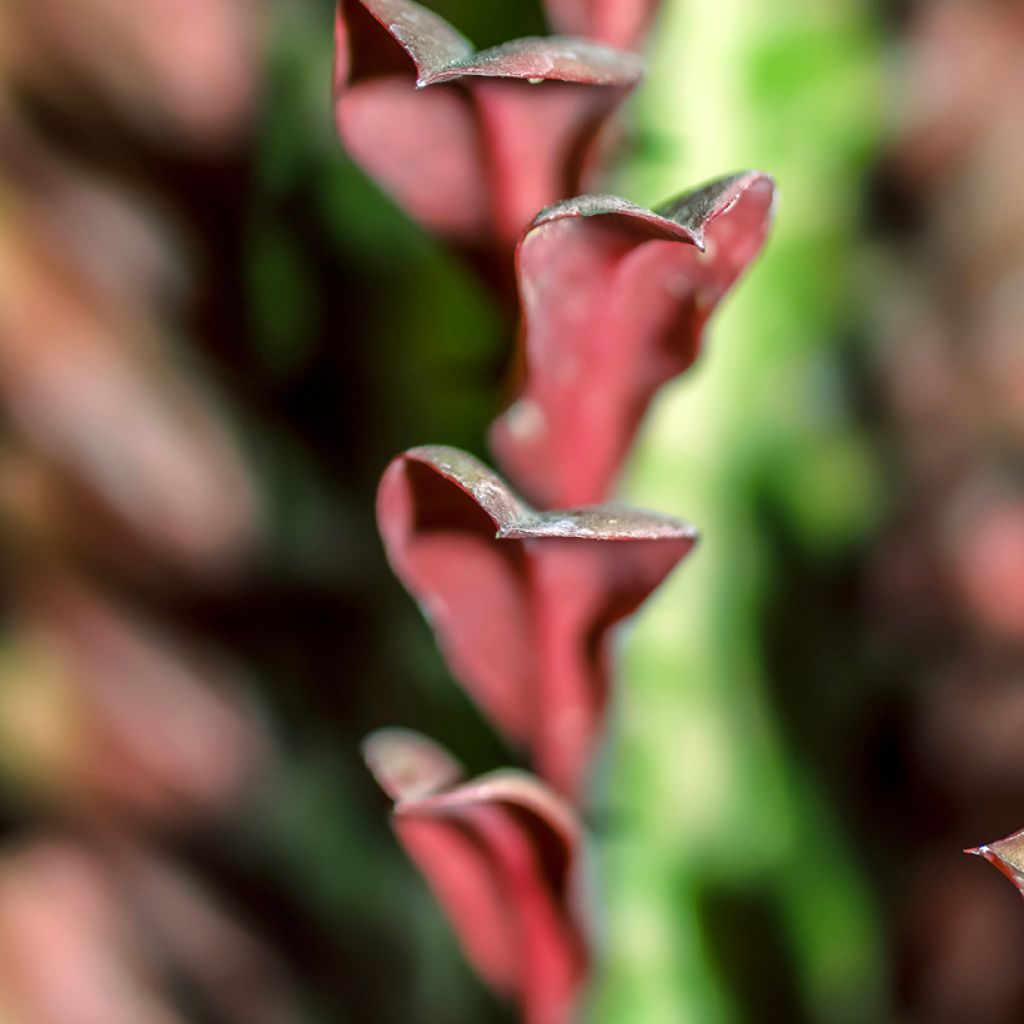 Euphorbia trigona f. rubra - Euphorbe cactus