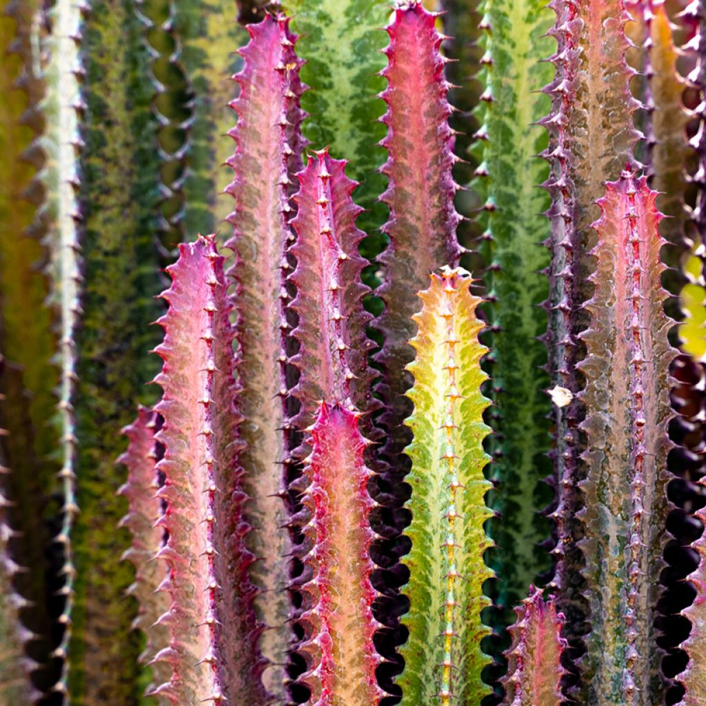 Euphorbia trigona f. rubra - Euphorbe cactus