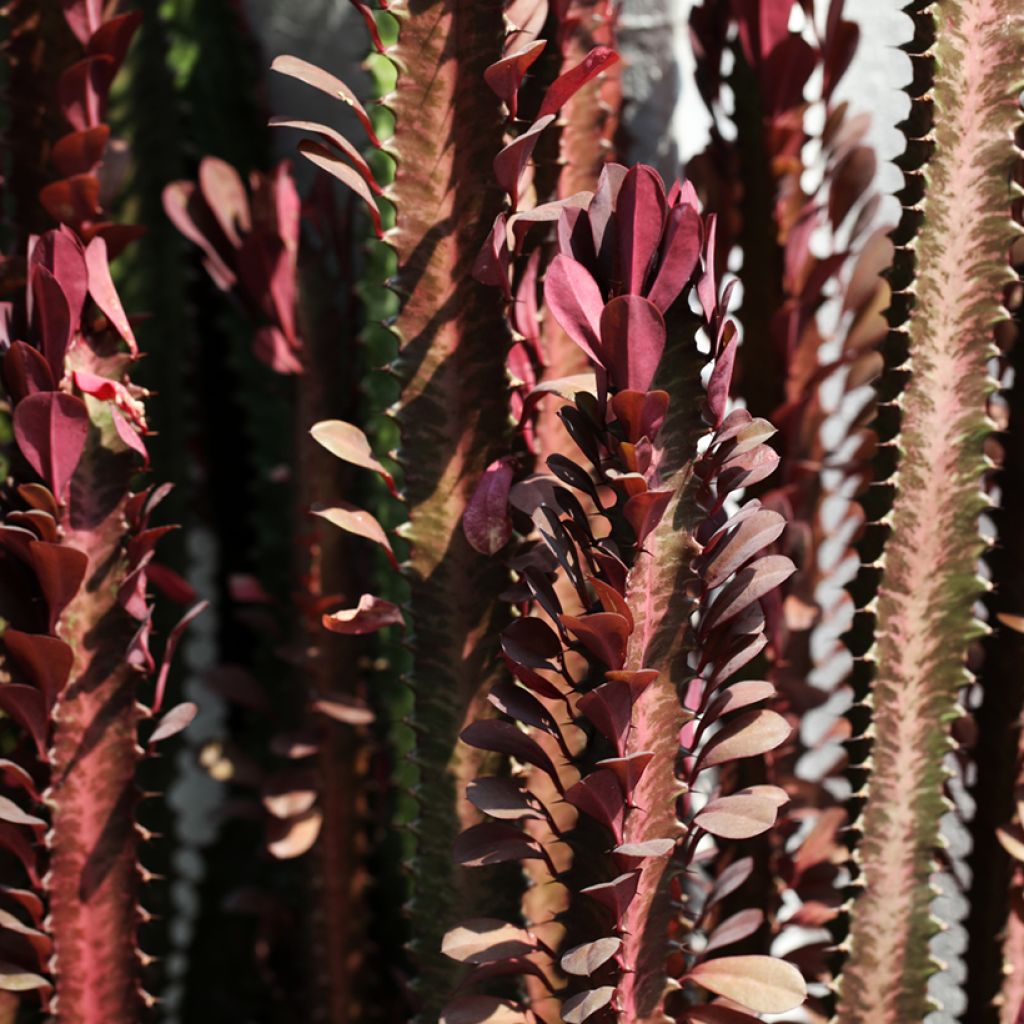 Euphorbia trigona f. rubra - Euphorbe cactus