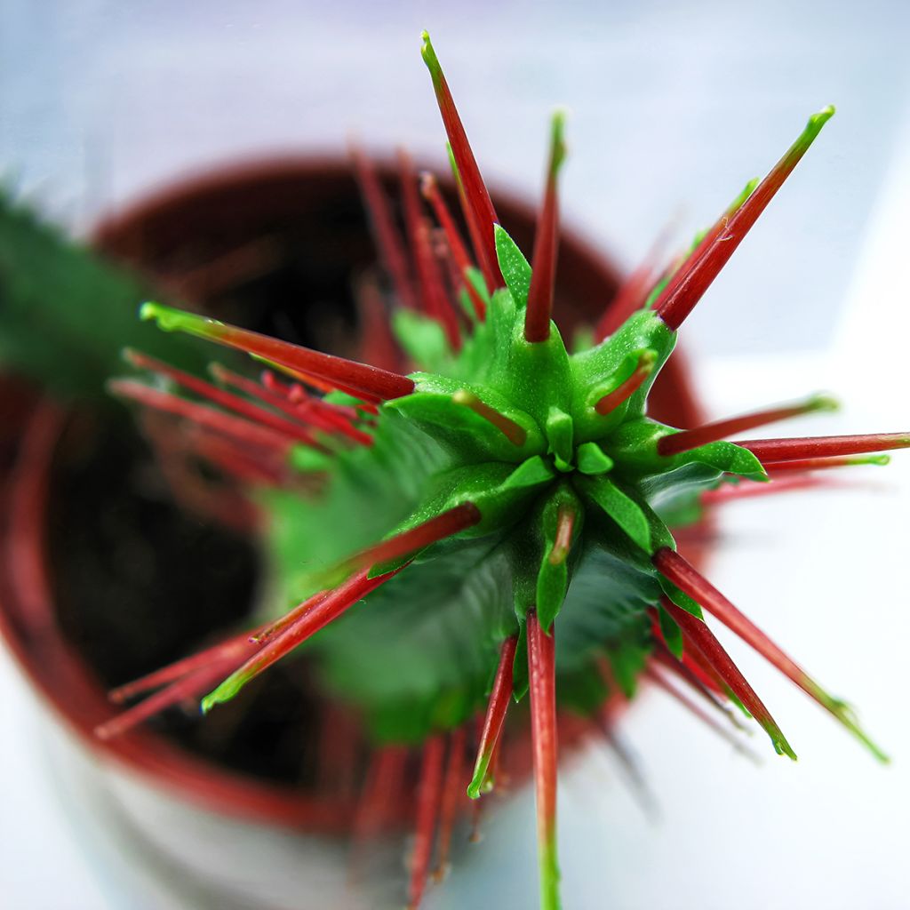 Euphorbia enopla - Euphorbe cactus