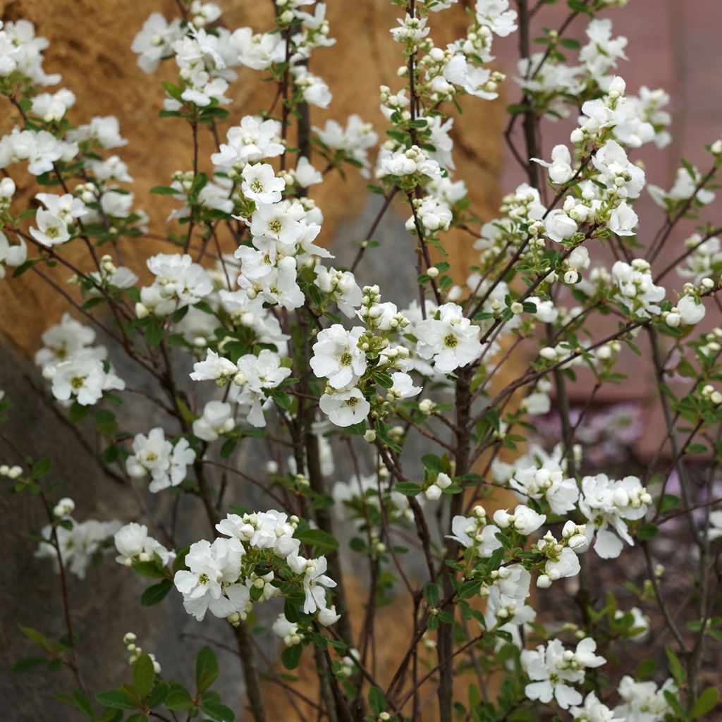 Exochorda x macrantha The Bride