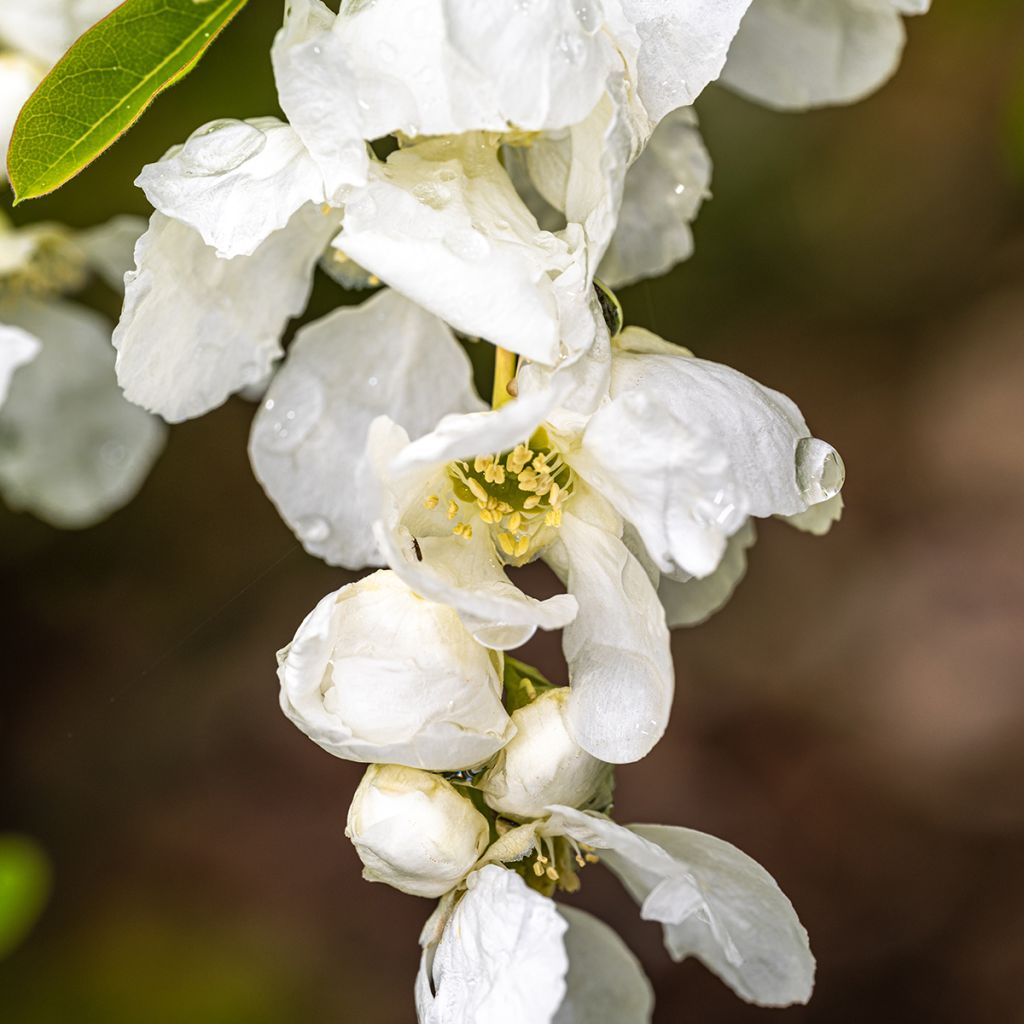 Exochorda x macrantha The Bride