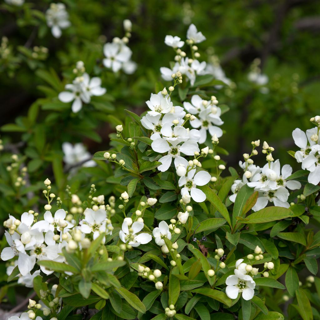 Exochorda x macrantha The Bride
