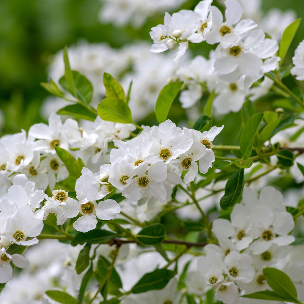 Exochorda racemosa Snow Mountain - Arbuste aux perles