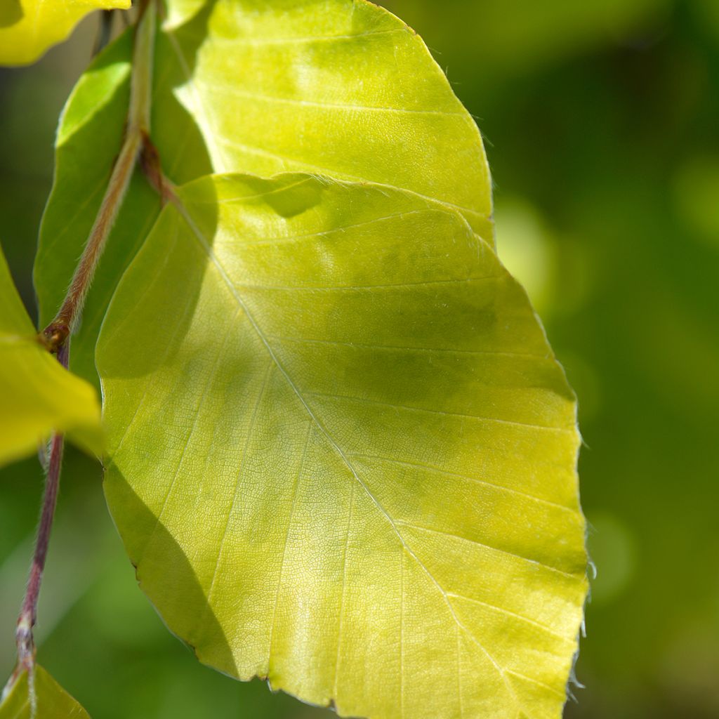 Fagus sylvatica Dawyck Gold - Hêtre fastigié doré