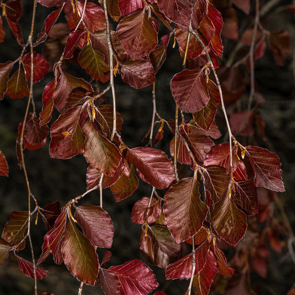 Fagus sylvatica Purple Fountain - Hêtre pourpre pleureur