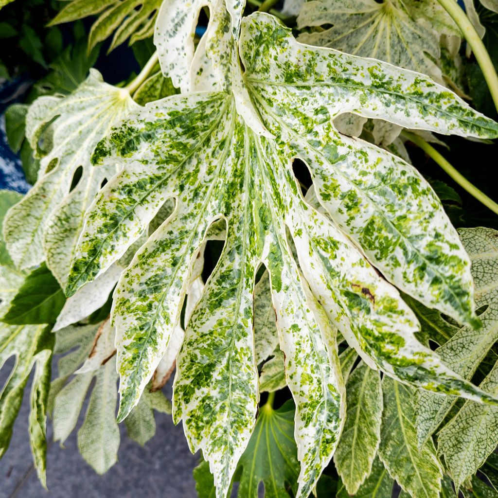 Fatsia japonica Spider's Web - Faux-aralia panaché