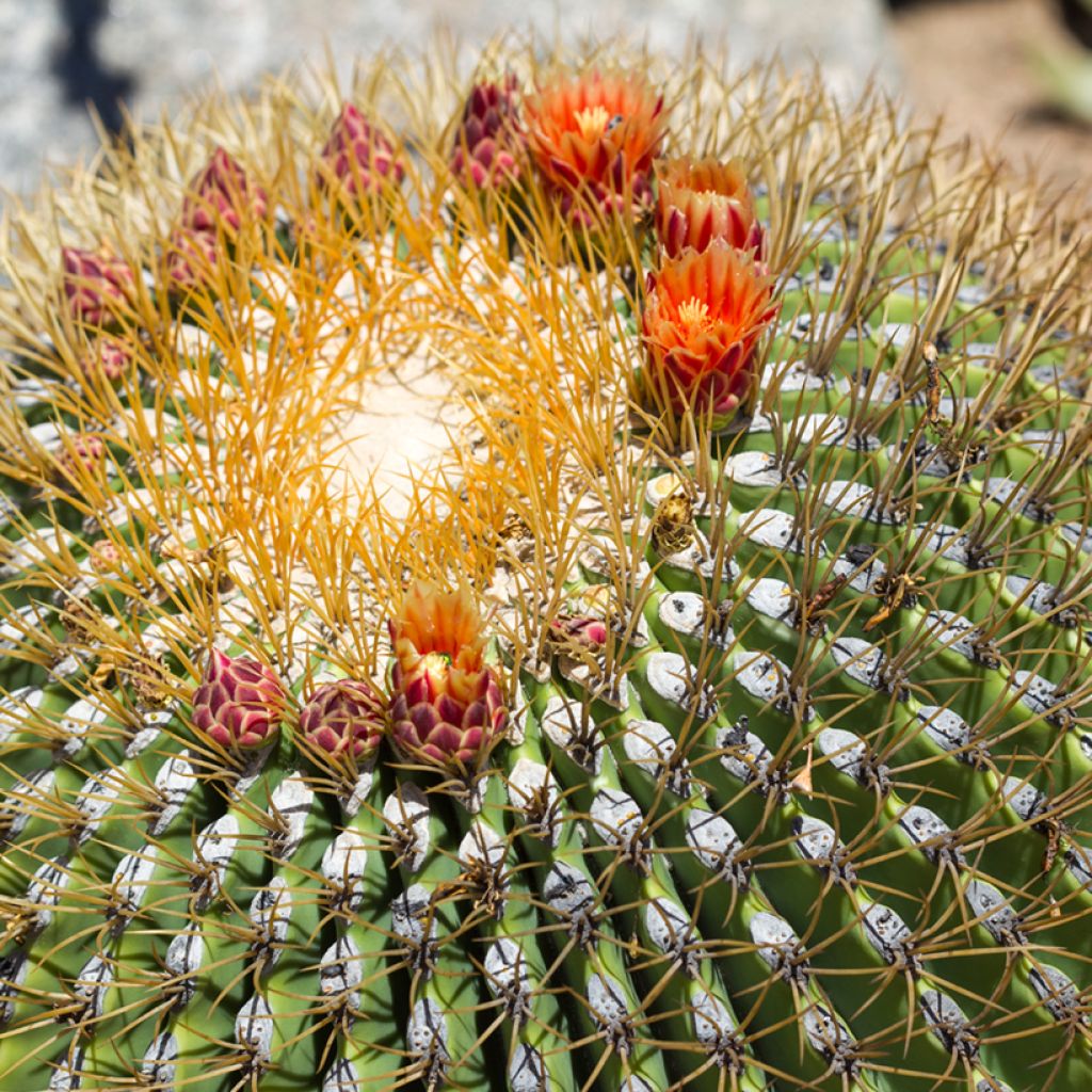 Ferocactus emoryi - Cactus tonneau rouge