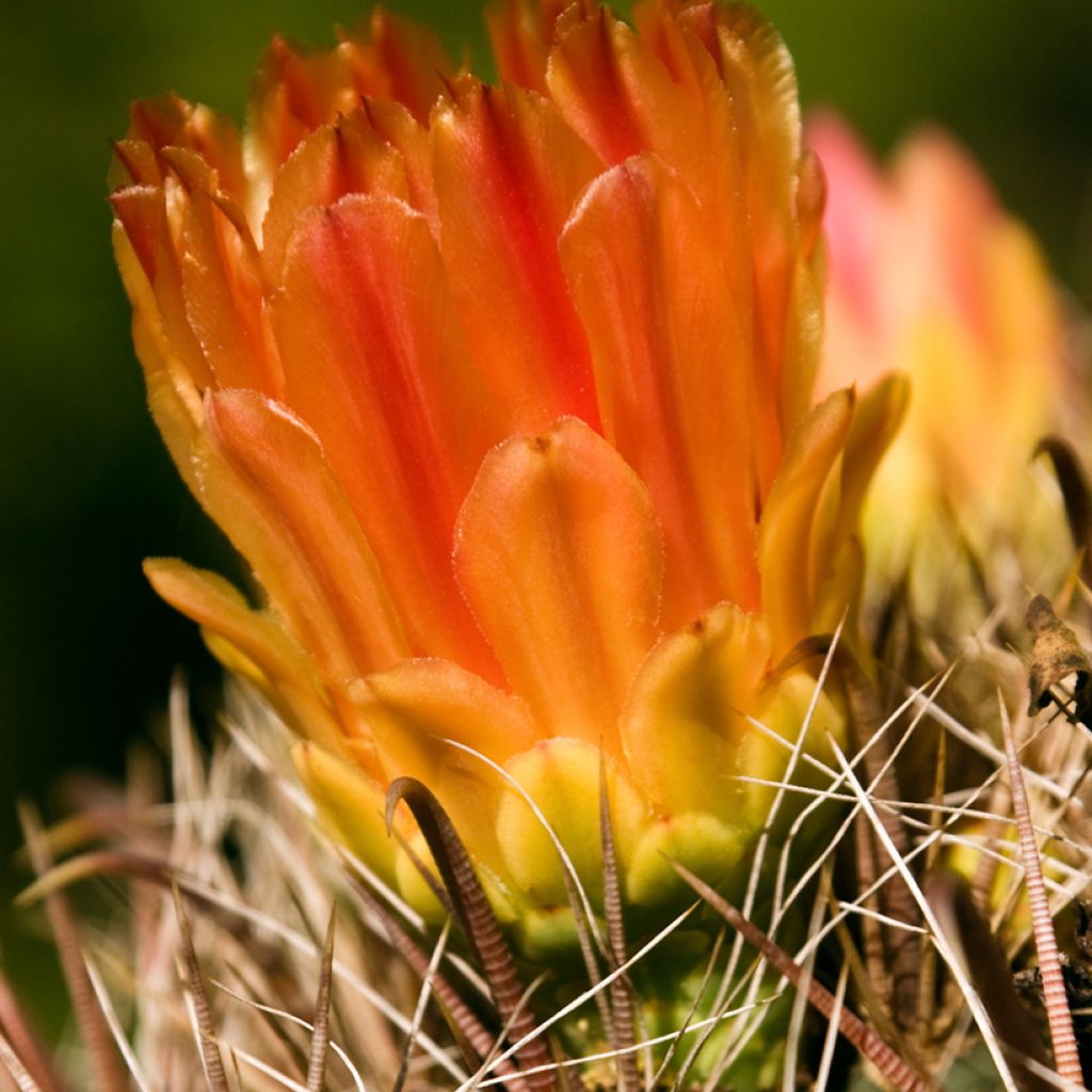 Ferocactus emoryi - Cactus tonneau rouge