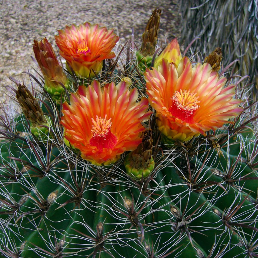 Ferocactus emoryi - Cactus tonneau rouge