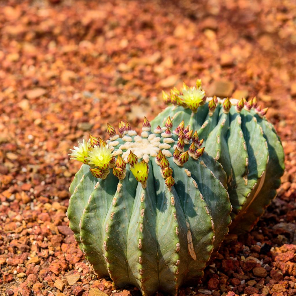 Ferocactus glaucescens - Cactus tonneau