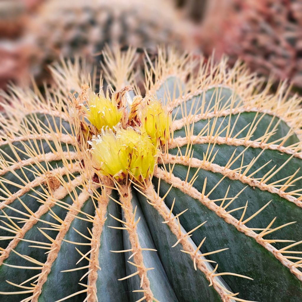 Ferocactus glaucescens - Cactus tonneau