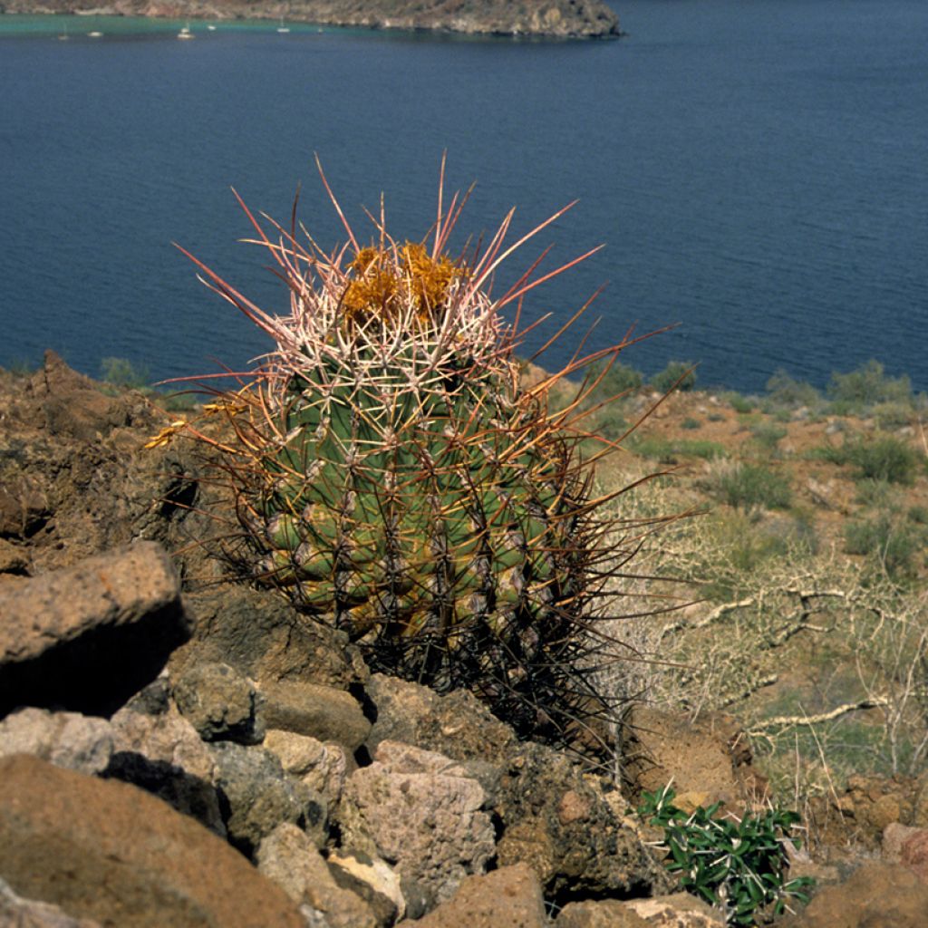Ferocactus rectispinus - Cactus tonneau
