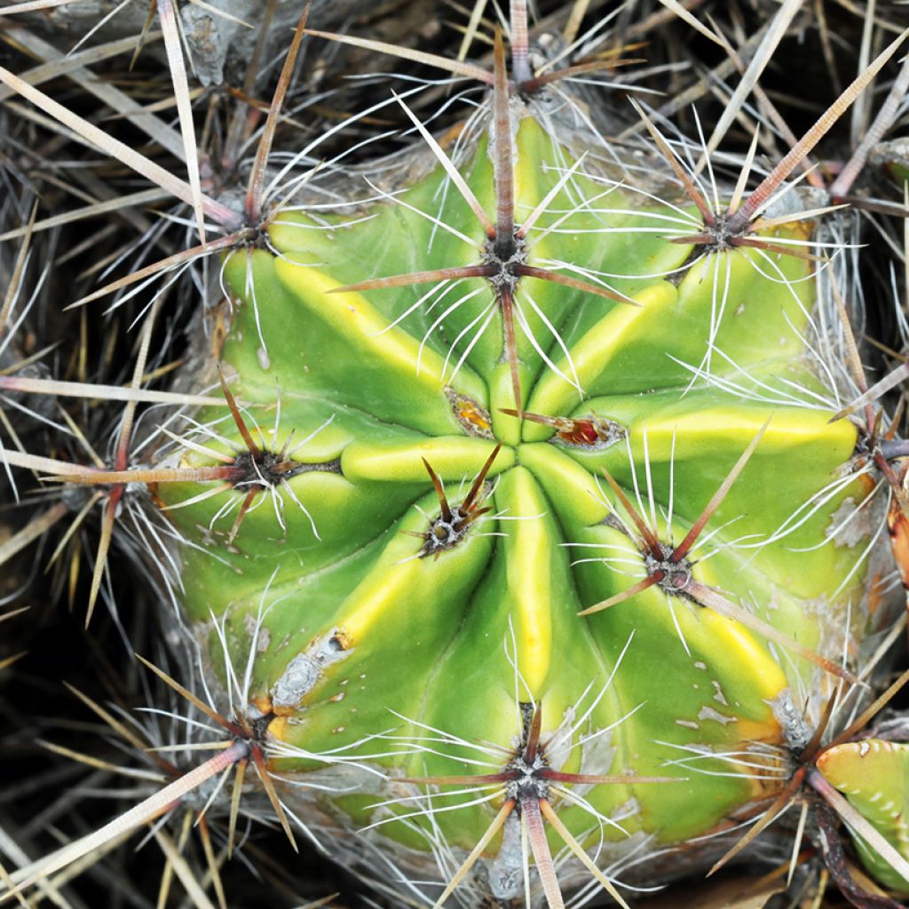 Ferocactus robustus - Cactus tonneau