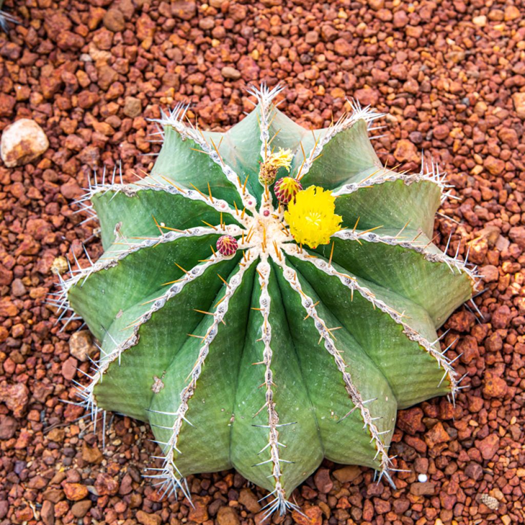 Ferocactus schwarzii - Cactus barrique