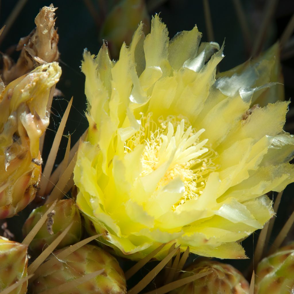 Ferocactus schwarzii - Cactus barrique