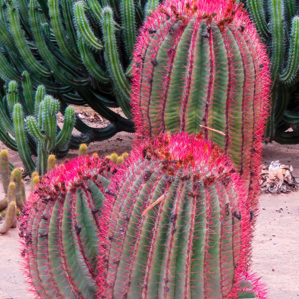 Ferocactus stainesii - Cactus 