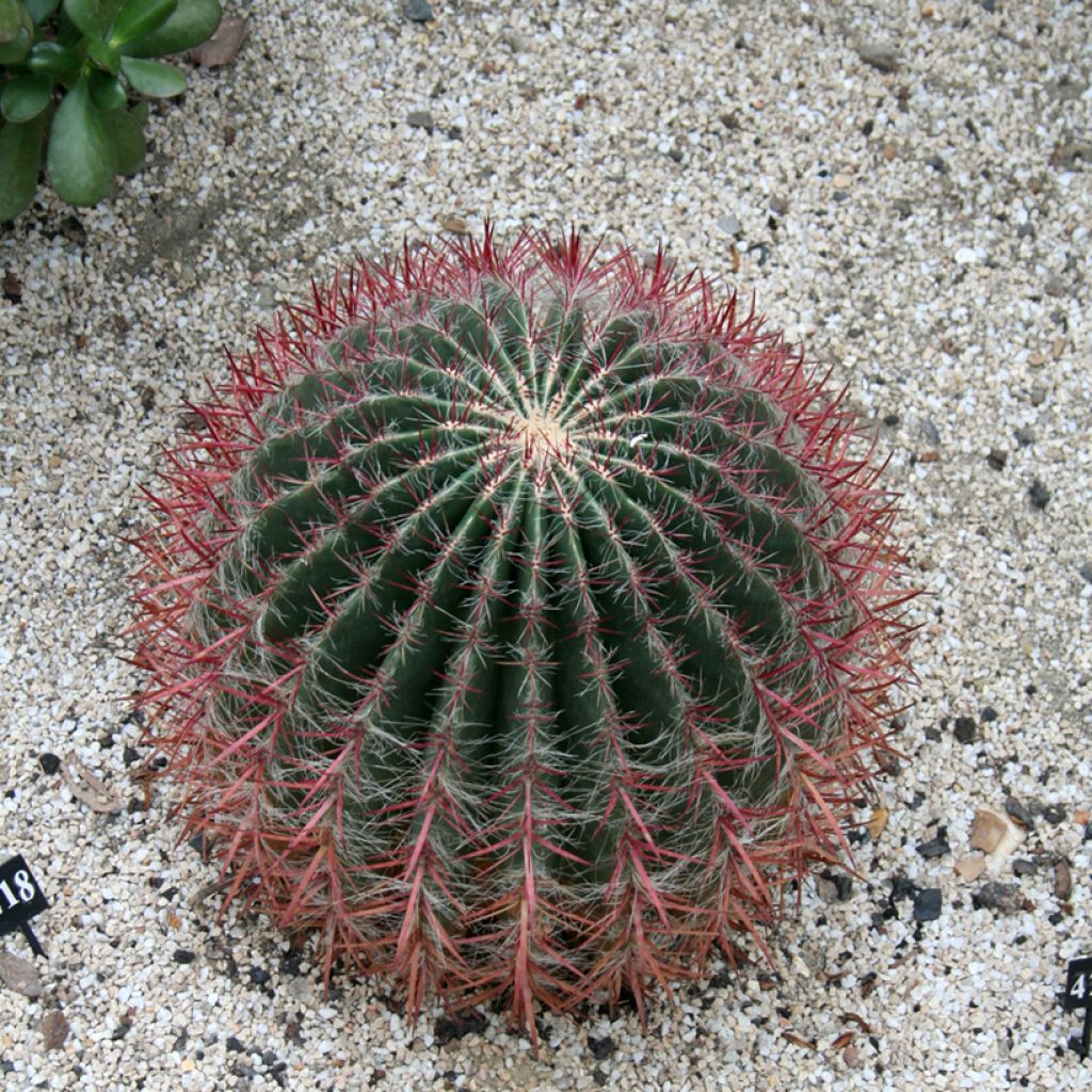 Ferocactus stainesii - Cactus 