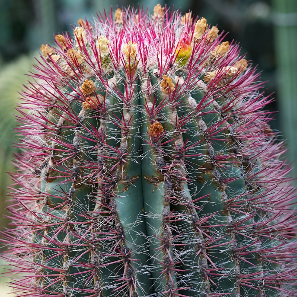 Ferocactus stainesii var. pilosus - Cactus