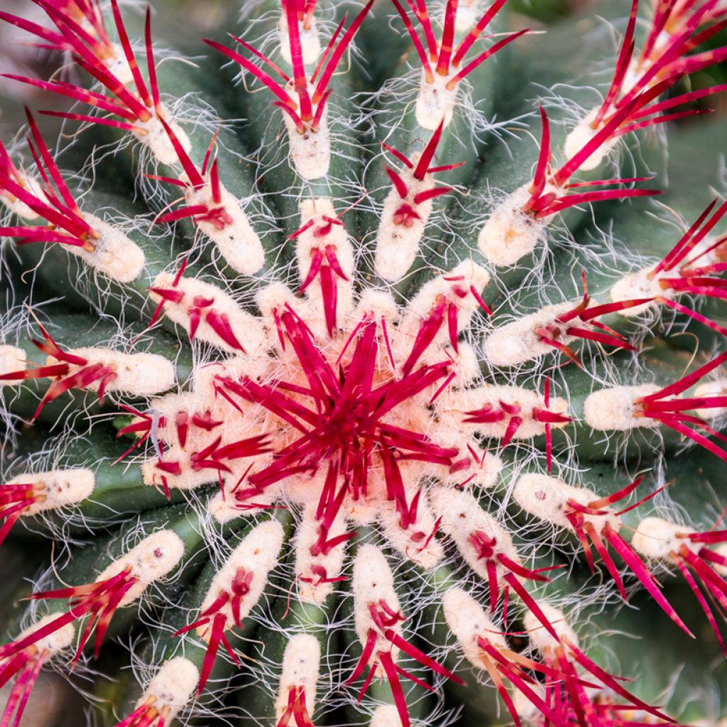 Ferocactus stainesii var. pilosus - Cactus