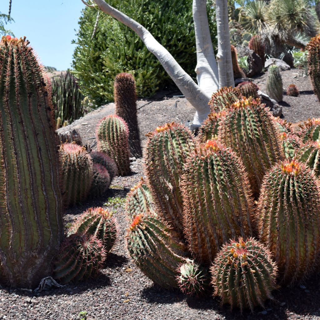Ferocactus stainesii var. pilosus - Cactus