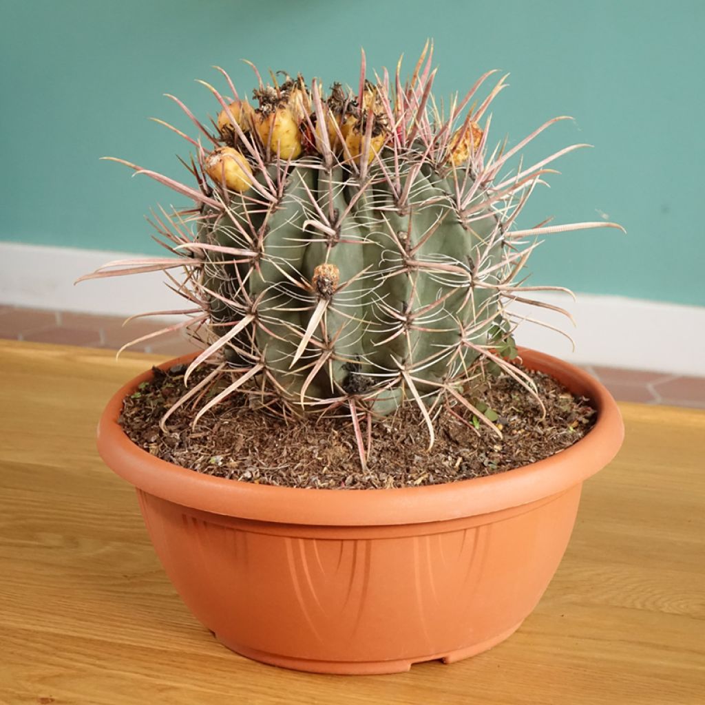 Ferocactus gracilis subsp. coloratus