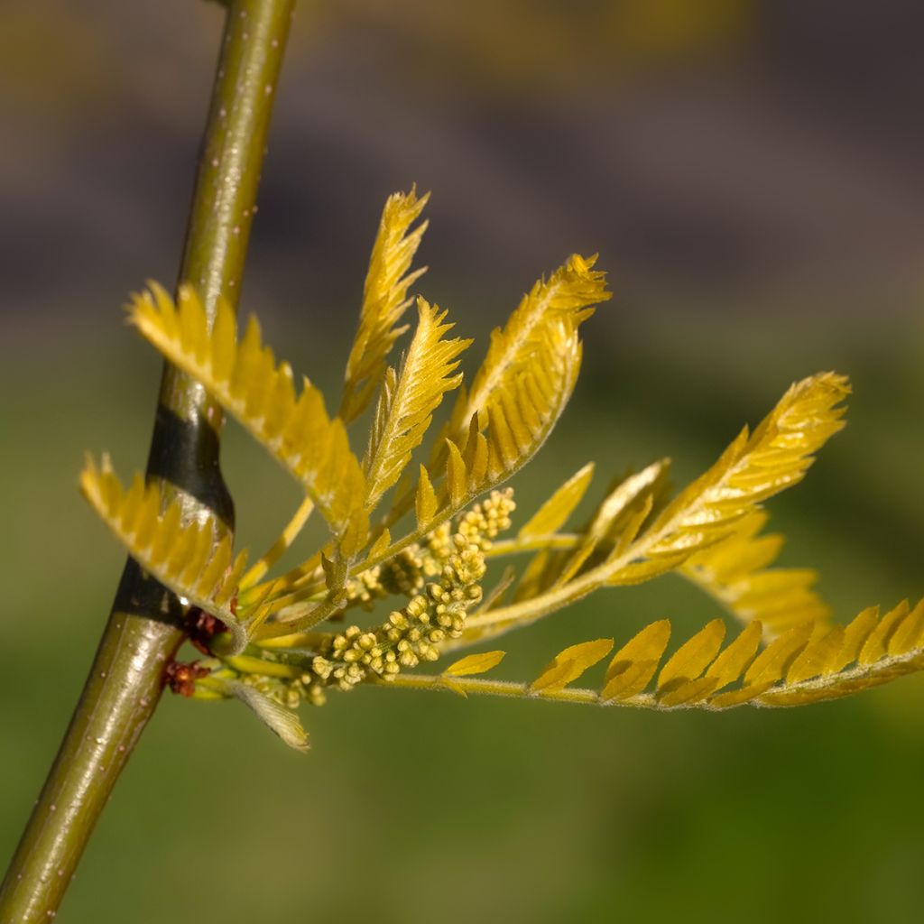 Févier d'Amérique doré - Gleditsia triacanthos Sunburst