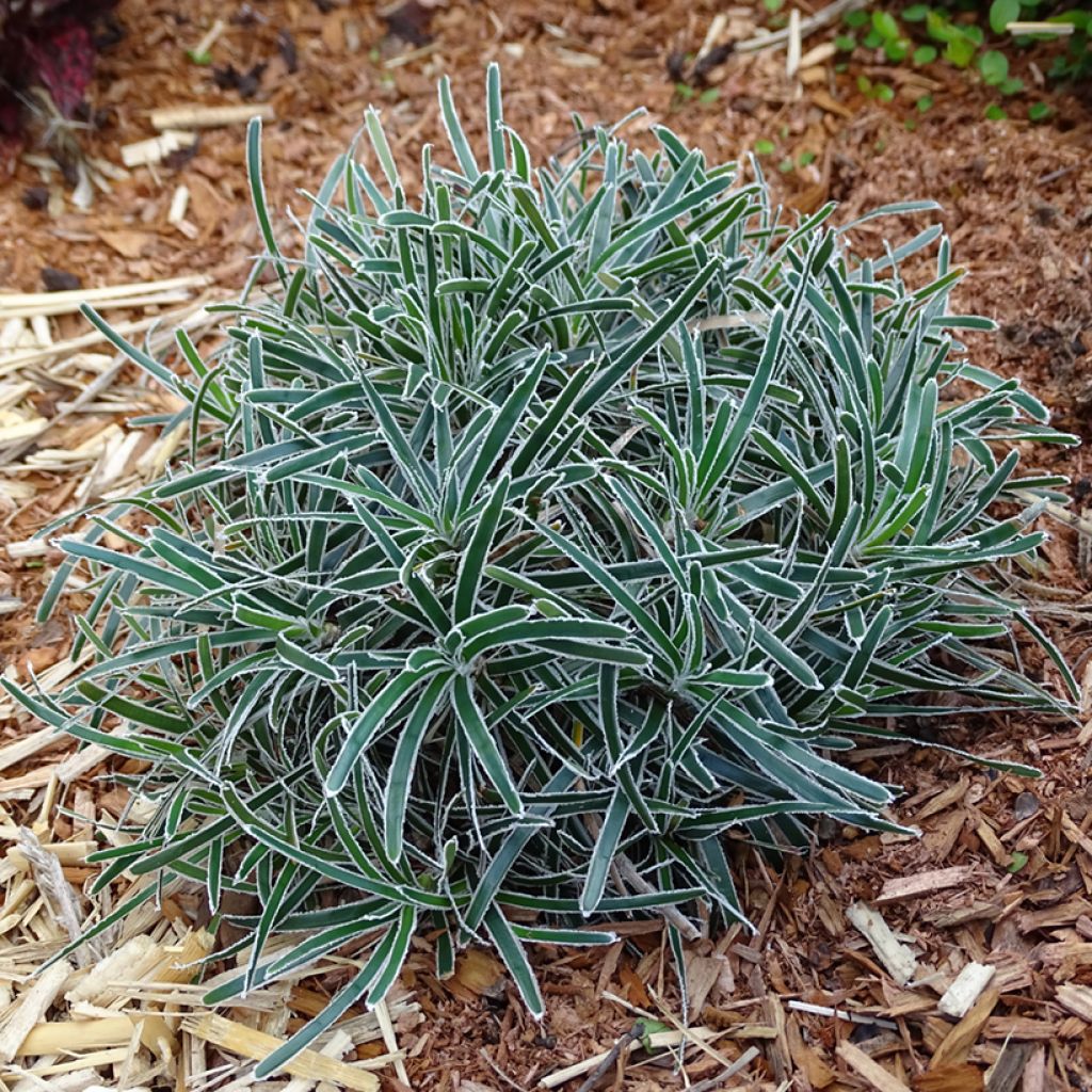 Ficinia truncata Ice Crystal - Ficinia givré