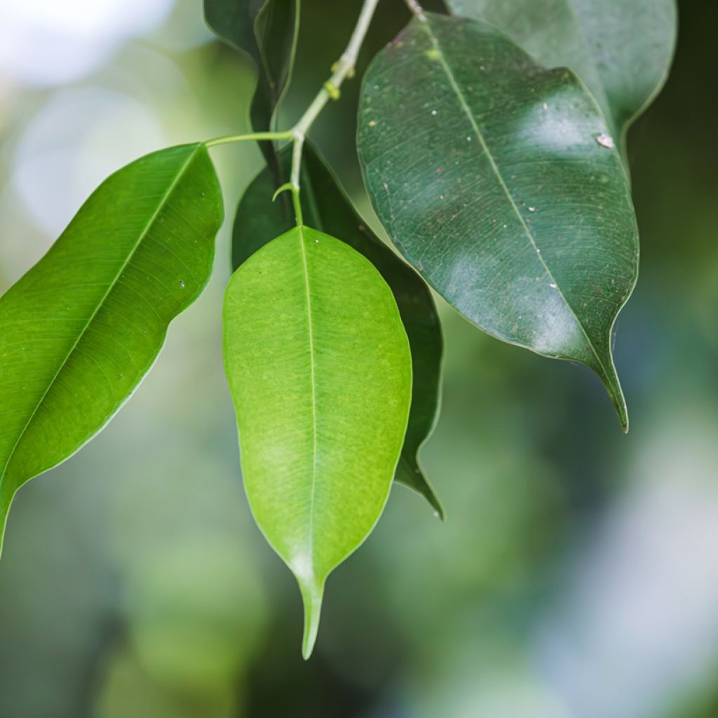 Ficus Exotica - Figuier pleureur