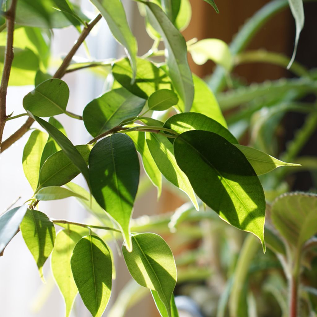 Ficus Natasja - Figuier pleureur nain