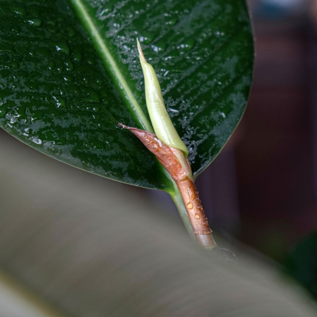 Ficus Robusta - Caoutchouc