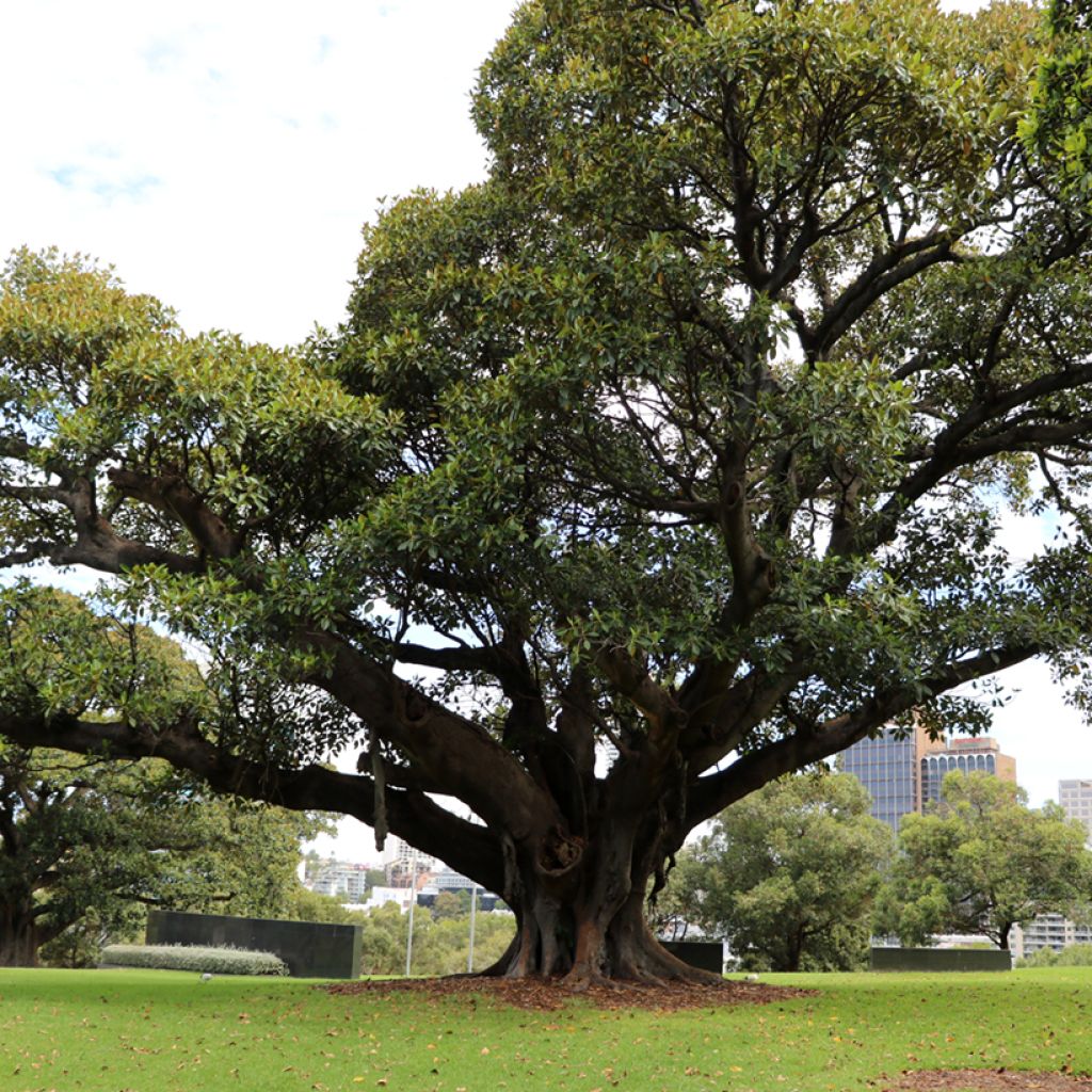 Ficus rubiginosa Australis - Figuier de Port Jackson
