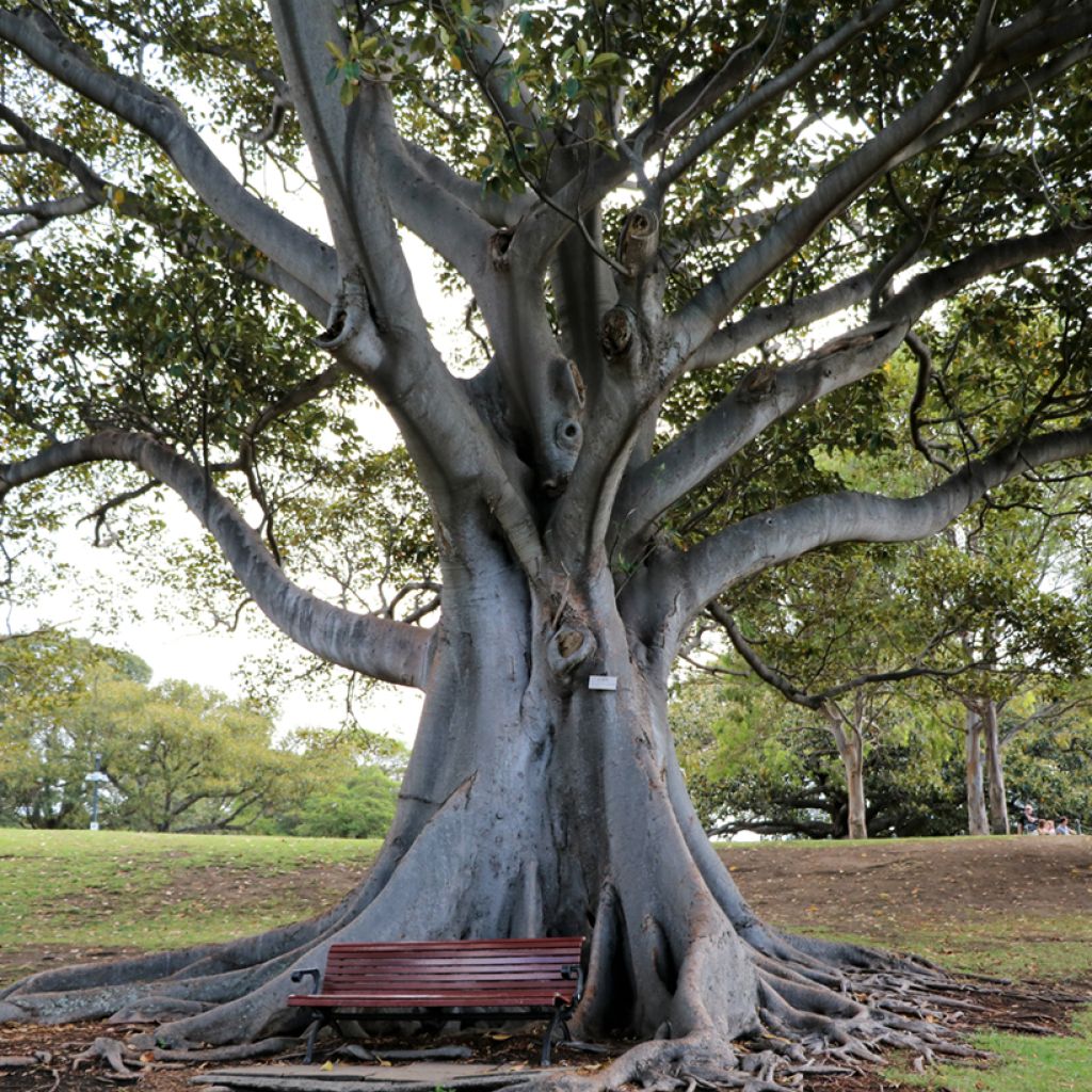 Ficus rubiginosa Australis - Figuier de Port Jackson