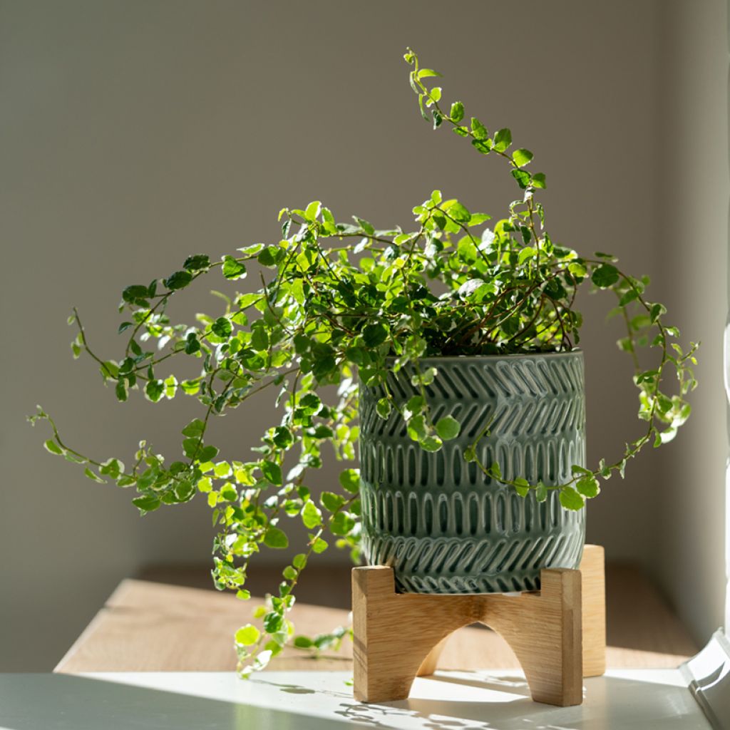 Ficus pumila Bellus - Ficus nain panaché