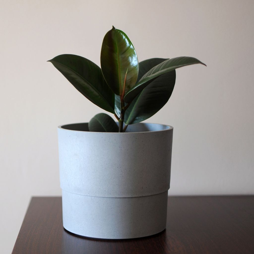 Ficus Burgundy - Caoutchouc