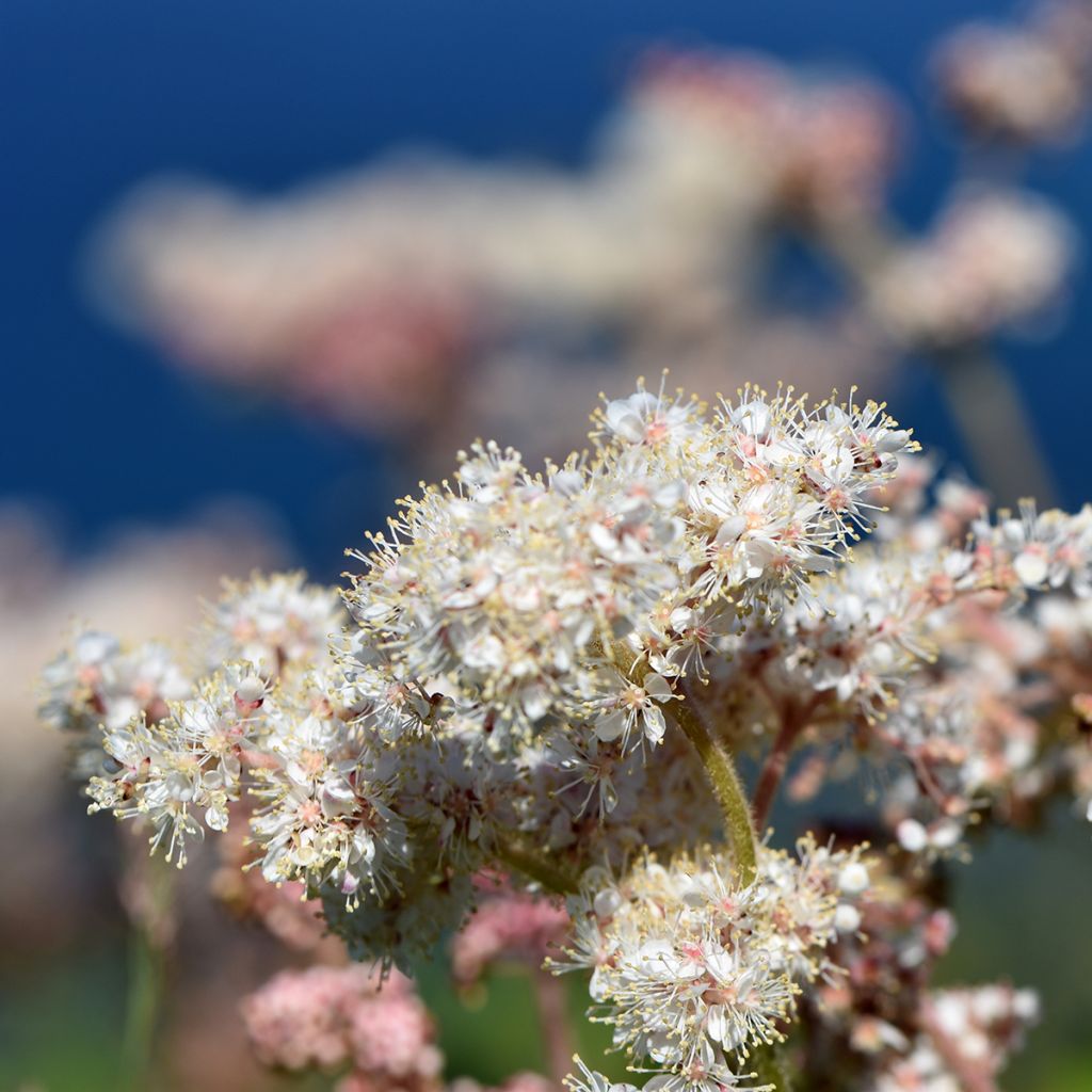 Filipendula camtschatica - Reine des prés