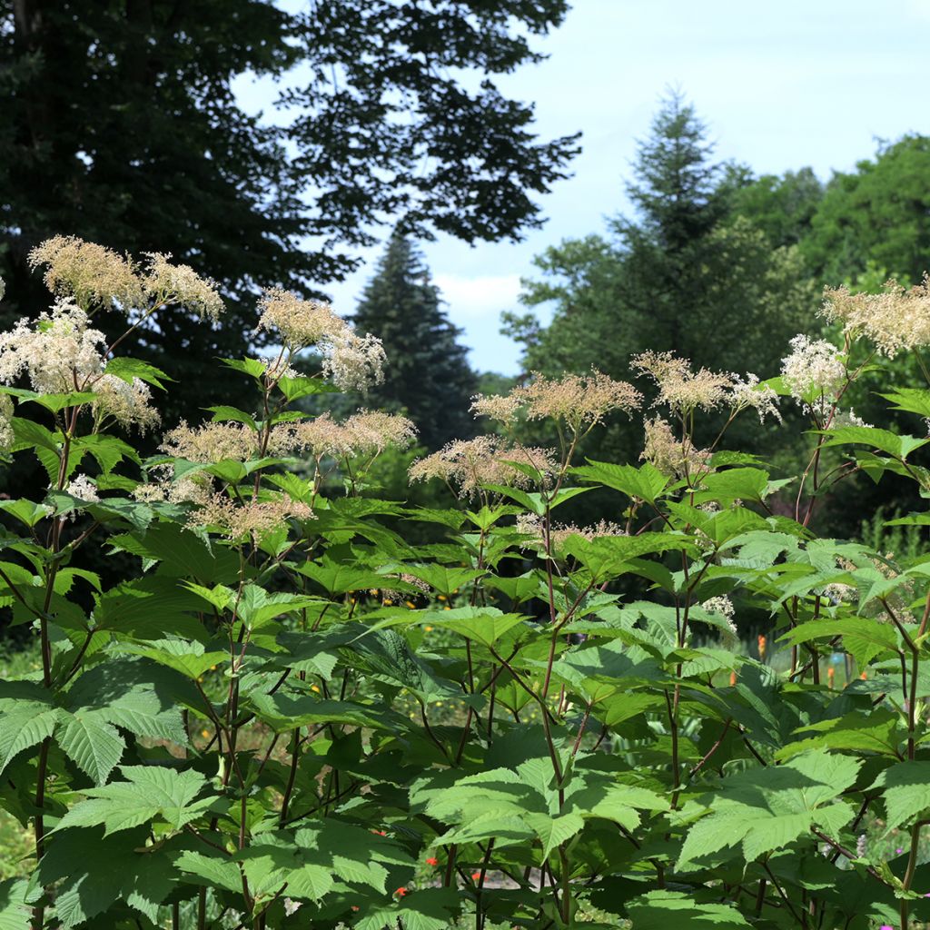 Filipendula camtschatica - Reine des prés