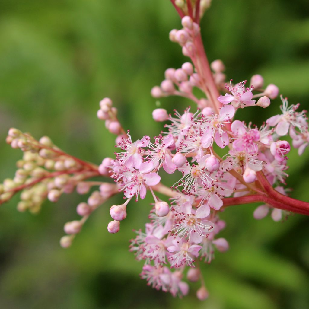 Filipendula rubra Venusta - Reine des prés