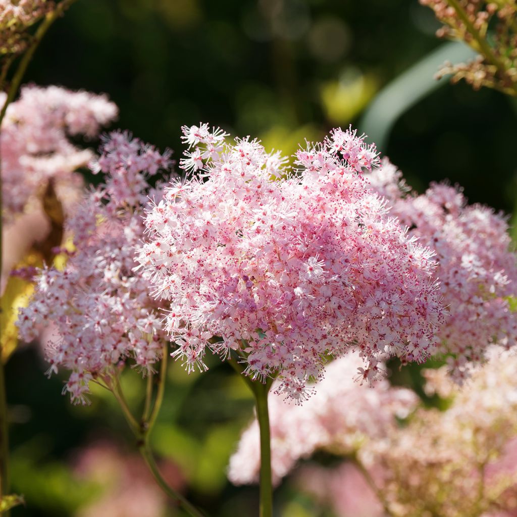 Filipendula rubra Venusta - Reine des prés