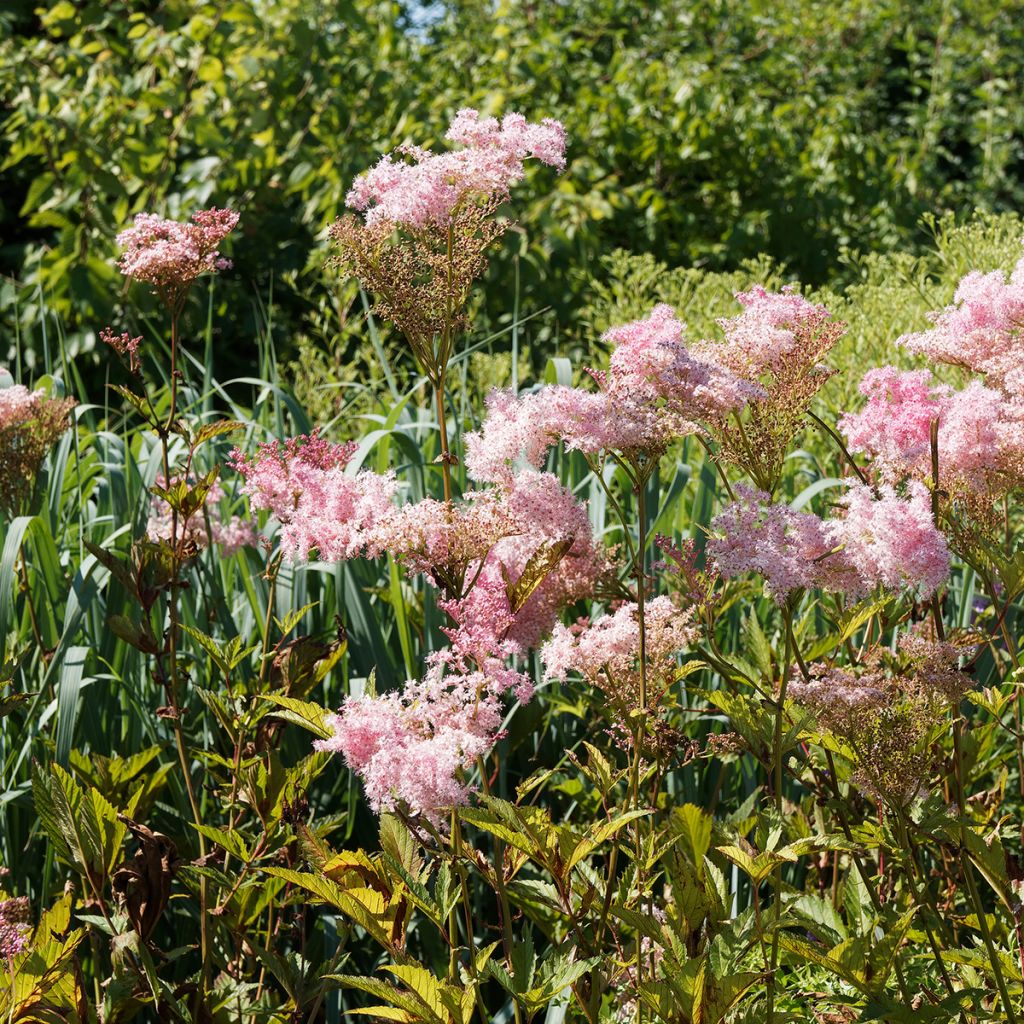 Filipendula rubra Venusta - Reine des prés