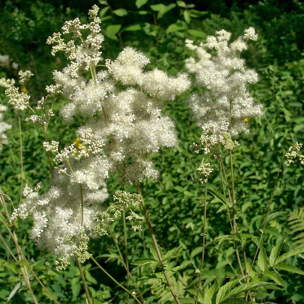 Filipendula ulmaria - Reine des prés