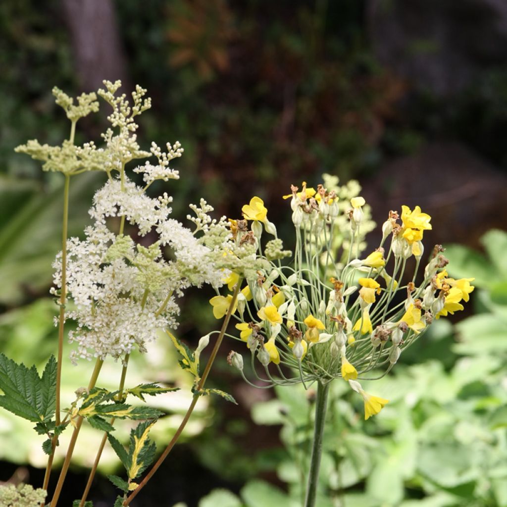 Filipendula ulmaria - Reine des prés