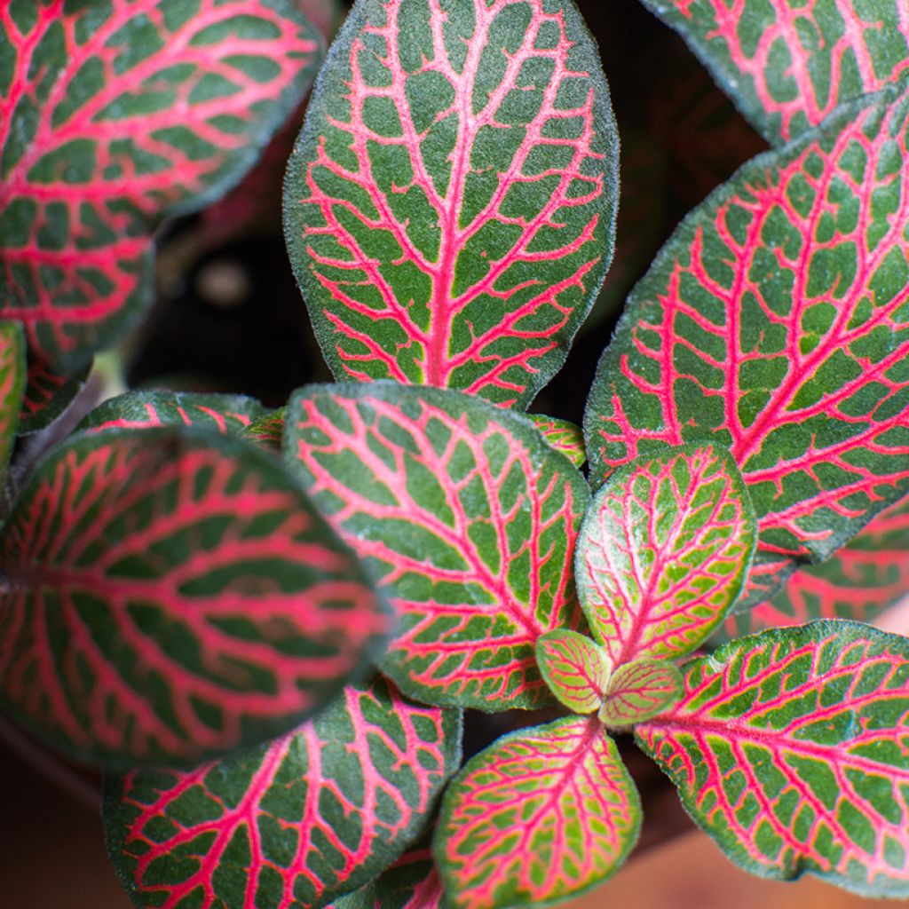 Fittonia Joly Josan Red