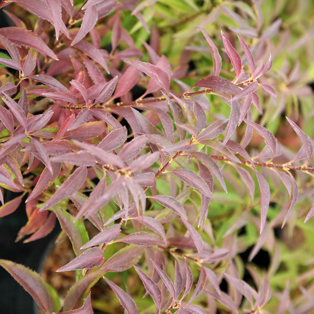 Forsythia Mêlée d'Or - Mimosa de Paris