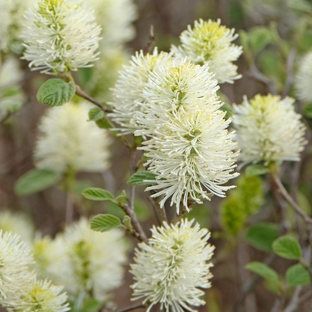 Fothergilla intermedia Blue Shadow