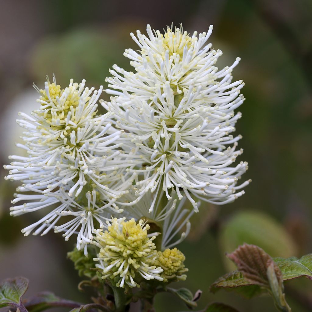 Fothergilla major - Grand Fothergilla
